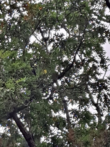 American Goldfinch