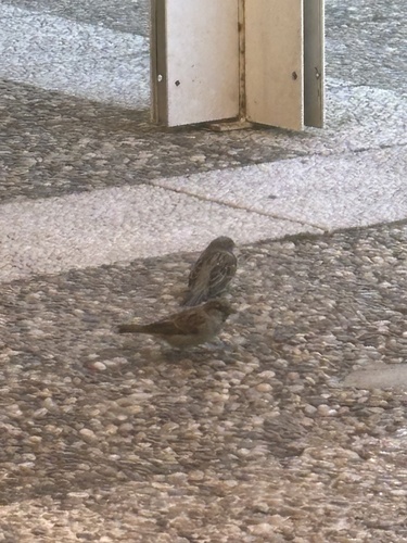 House Sparrow