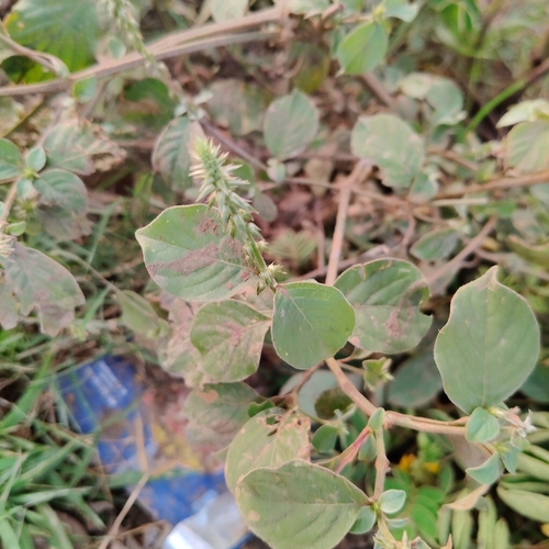 Devil's Horsewhip