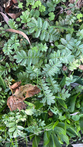 common silverweed