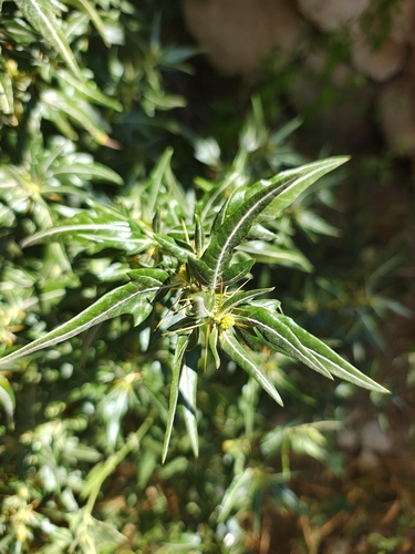 spiny cocklebur