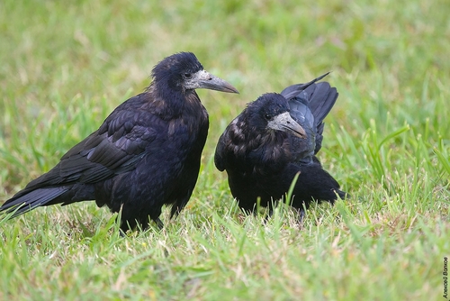 Rook