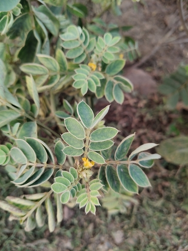 Oneleaf Senna
