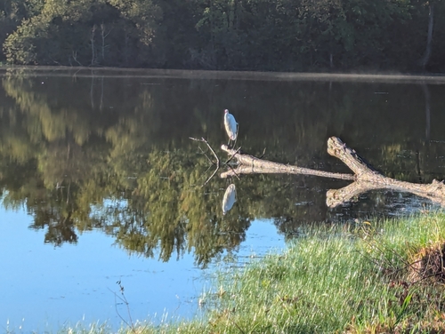 Great Egret