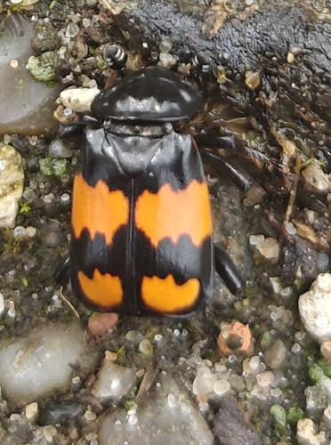 Lesser Vespillo Burying Beetle