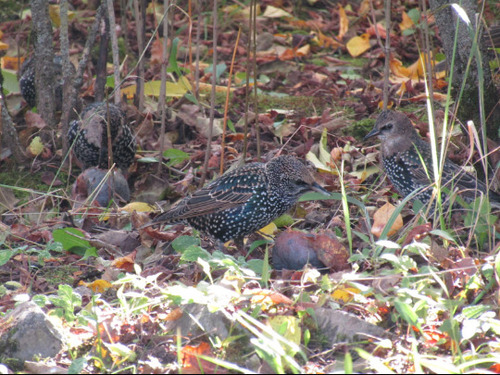 European Starling