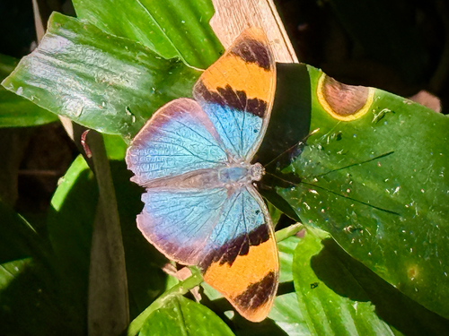 Gold-banded Forester