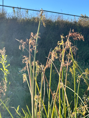 soft-stemmed bulrush