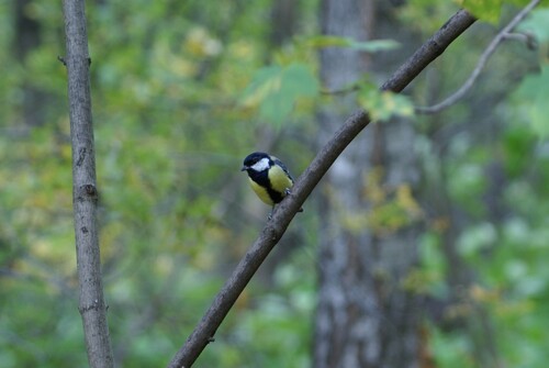 Great Tit