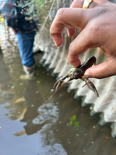 Rusty Crayfish
