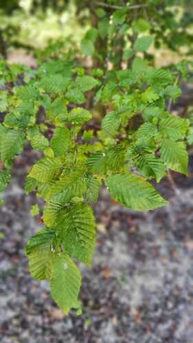 Carpinus betulus, photograph 2