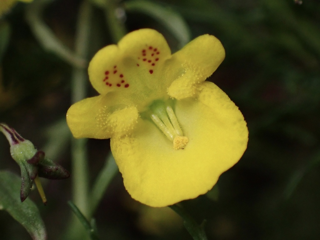 Hemimeris racemosa; photograph (c) Cricket Raspet, some rights reserved (CC BY)
