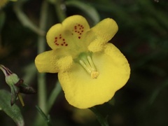 Hemimeris racemosa