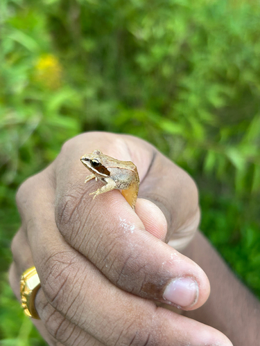 Wood Frog