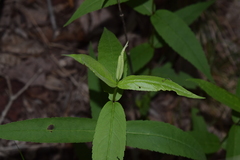 Eupatorium sessilifolium