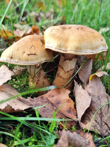 birch webcap