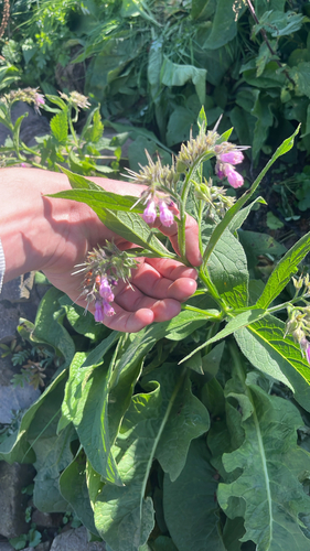 common comfrey