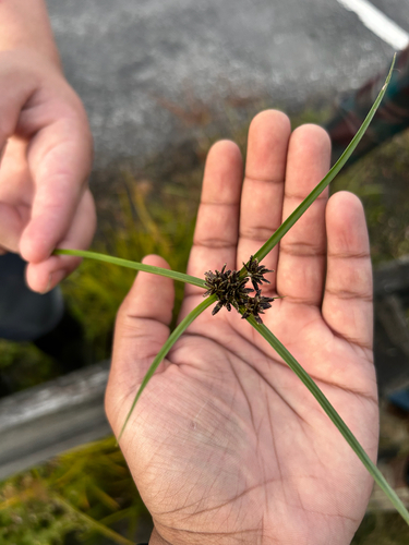 Brown Flatsedge