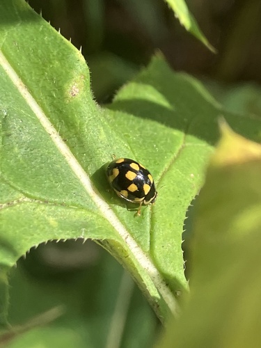 Fourteen-spotted Lady Beetle