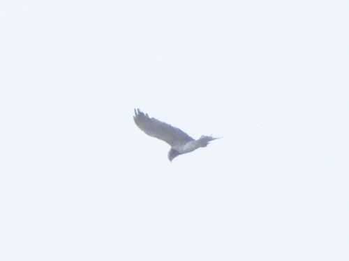 Short-toed Snake-Eagle