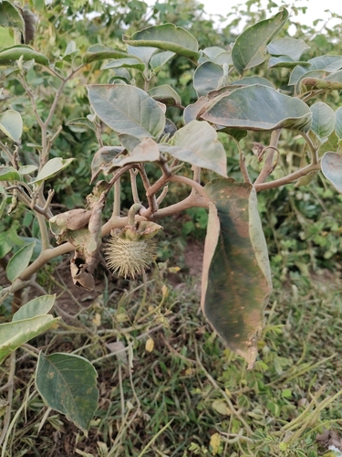 downy thorn-apple