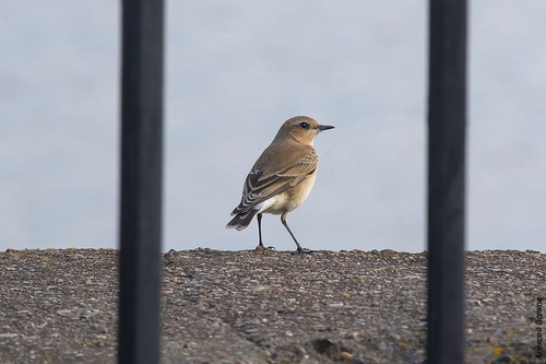 Northern Wheatear