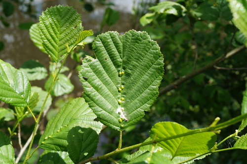 alder vein angle gall, Woensel-Noord, Eindhoven, Nederland, photo 10 of 10