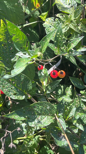 bittersweet nightshade