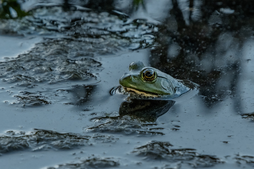 American Bullfrog