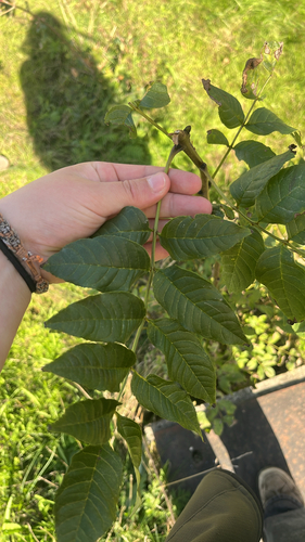 European ash