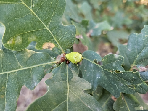 Andricus quercustozae