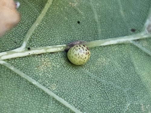 Oyster Gall Wasp