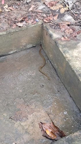 Chequered Keelback
