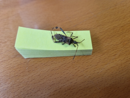 Western Conifer Seed Bug