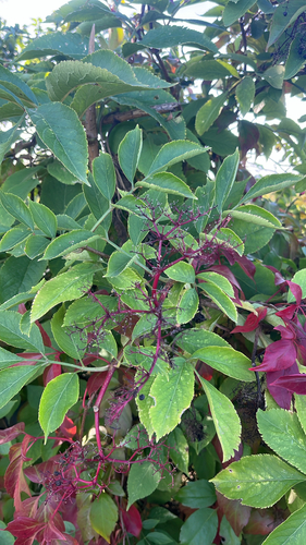 European black elderberry