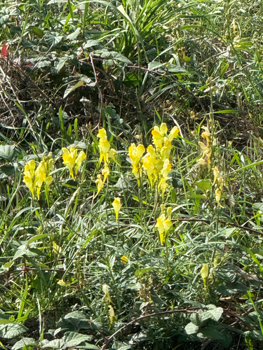 common toadflax