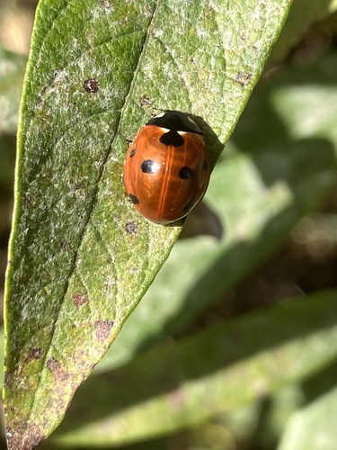 Seven-spotted Lady Beetle