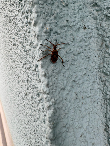 Western Conifer Seed Bug