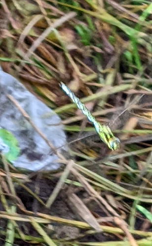 Southern Hawker