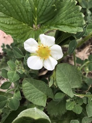 Fragaria × ananassa