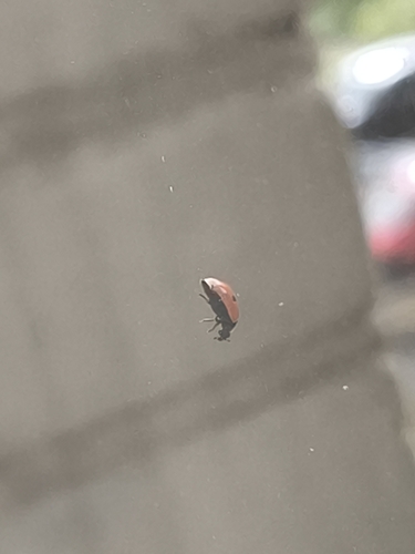 Two-spotted Lady Beetle