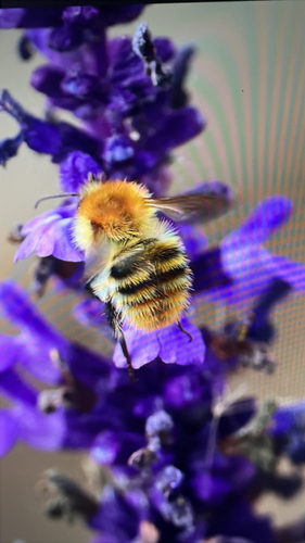 Common Carder Bumble Bee