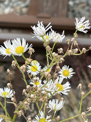 annual fleabane