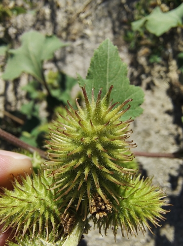 common cocklebur