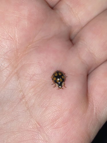 Asian Lady Beetle