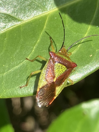 Hawthorn Shield Bug