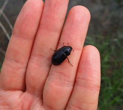 Hydrochara caraboides