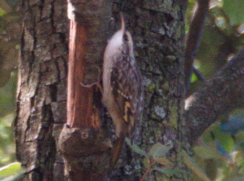 Short-toed Treecreeper