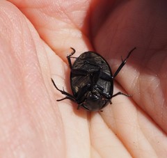 Hydrochara caraboides