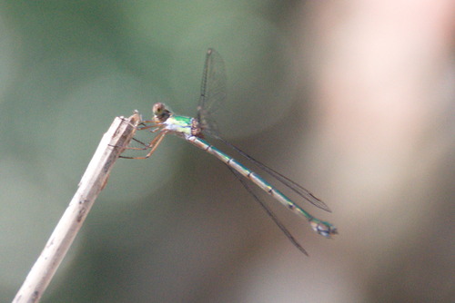 Western Willow Spreadwing